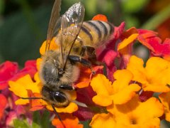 Cyprus Honey Bee
