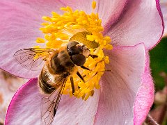 Pollenating bee